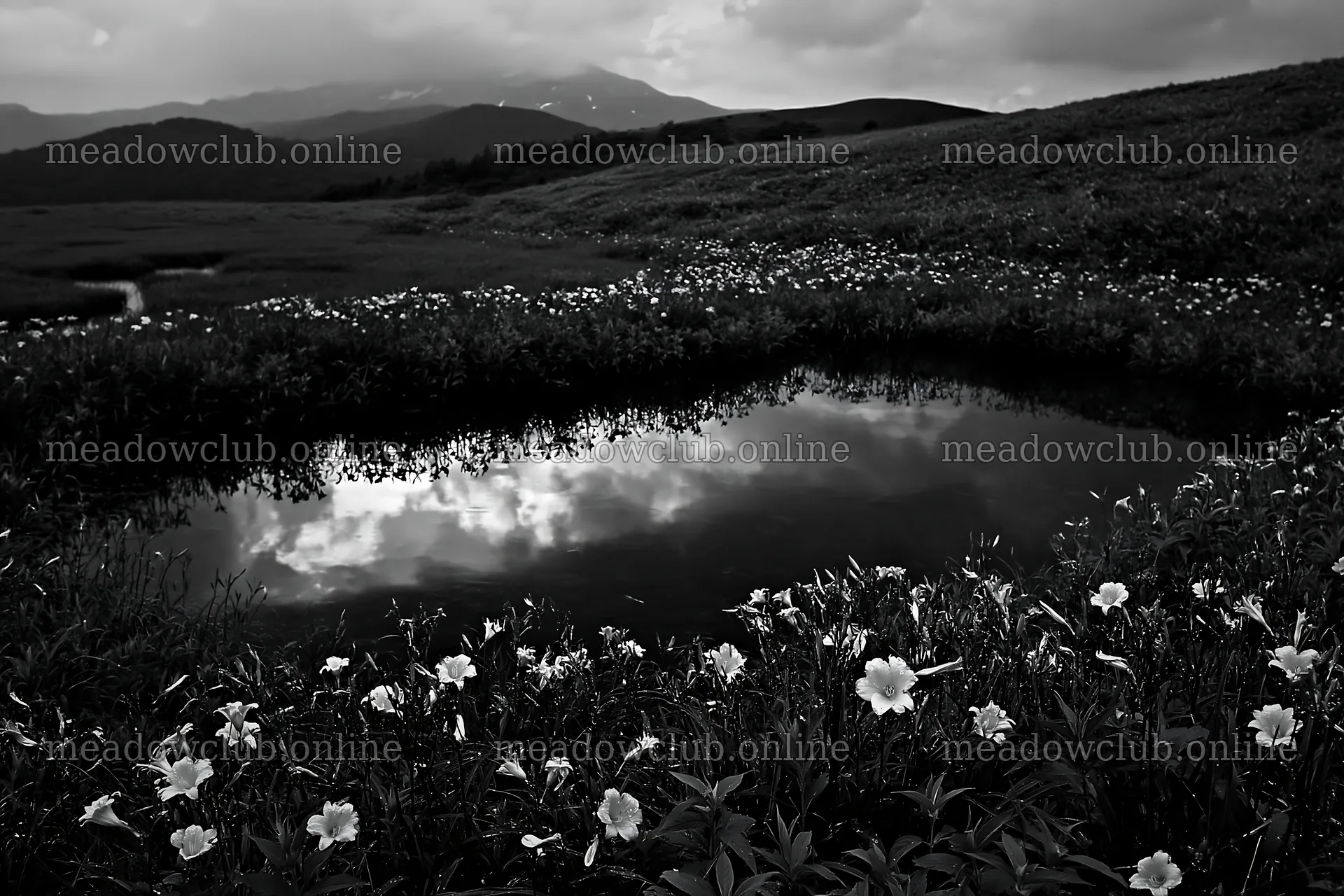 Kirigamine highland daylily meadow with reflections on water – meadow photos 9722x6480