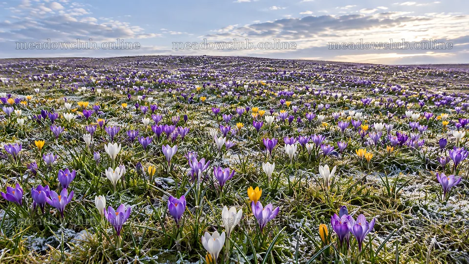 Spring Bulbs in a Snow-Dappled Meadow – meadow photos 10324x5812
