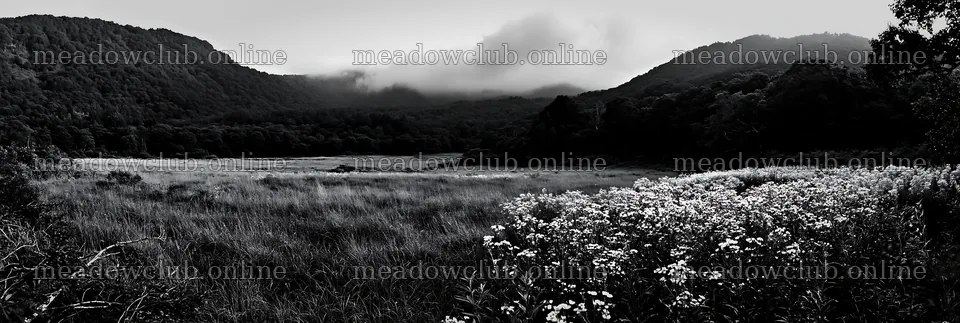 Yamagata rewilded meadow fallen branch foreground – meadow photos 13690x4602