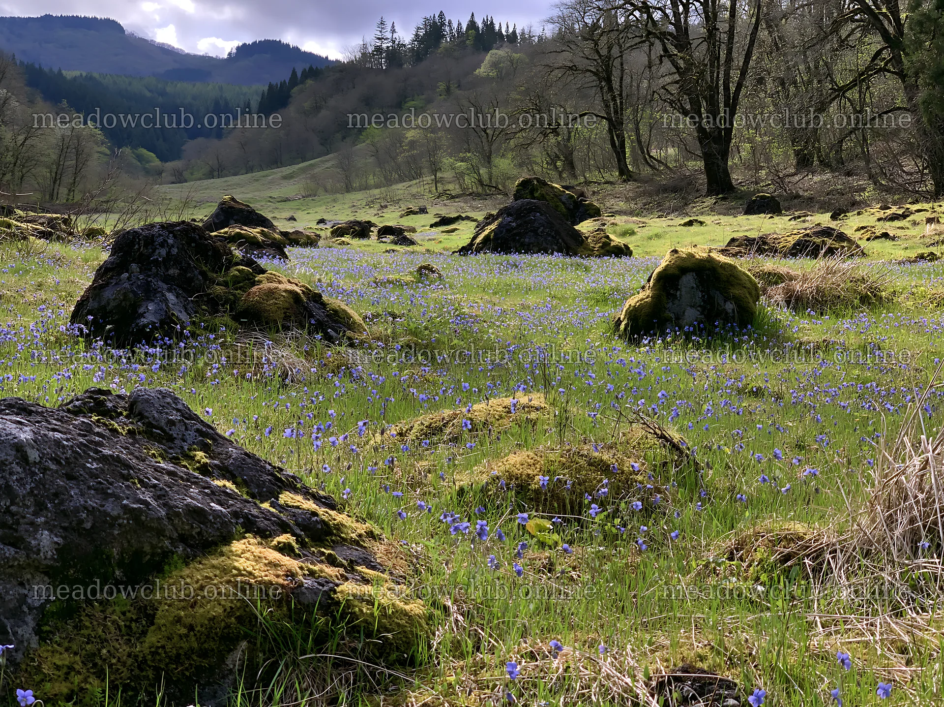 Miyagi spring recovery meadow mossy stone with flowers and rocks – meadow photos 9174x6866