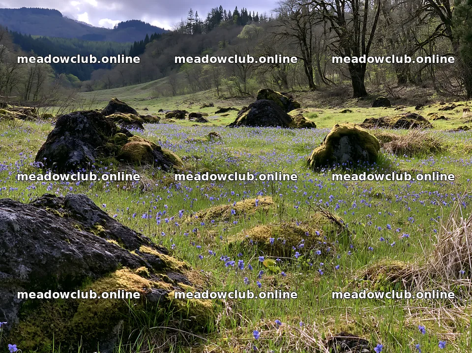 Miyagi spring recovery meadow mossy stone with flowers and rocks – meadow photos 9174x6866