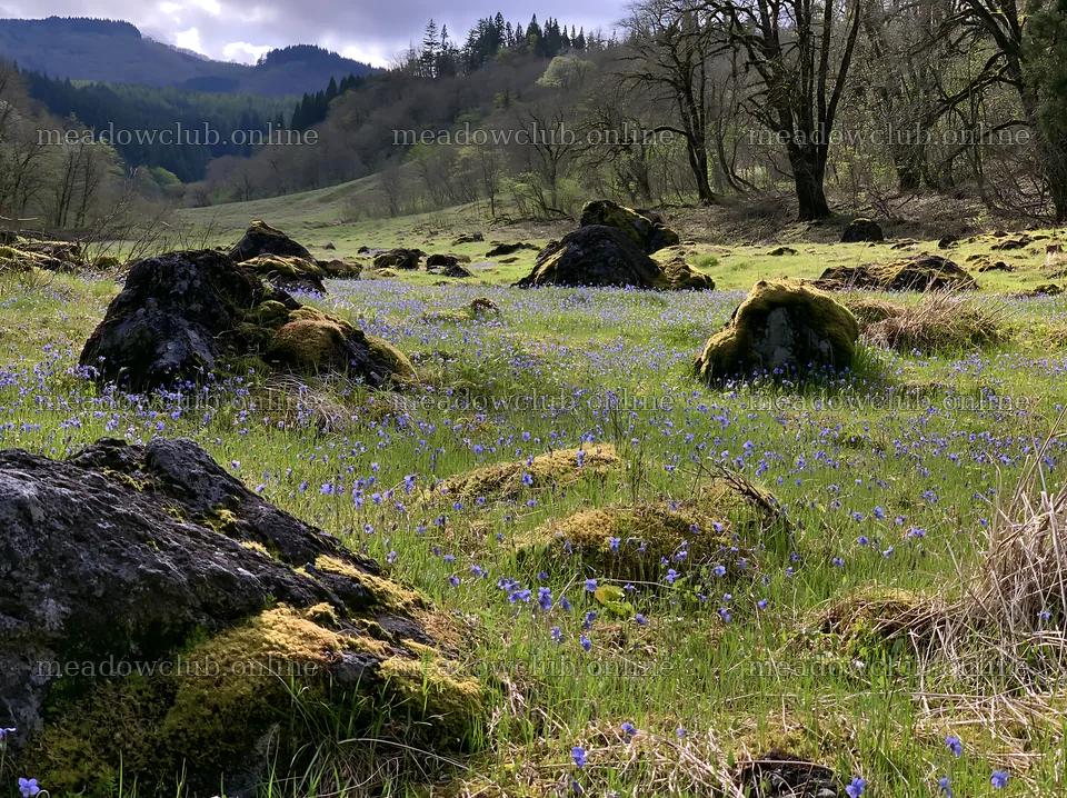 Miyagi spring recovery meadow mossy stone with flowers and rocks – meadow photos 9174x6866