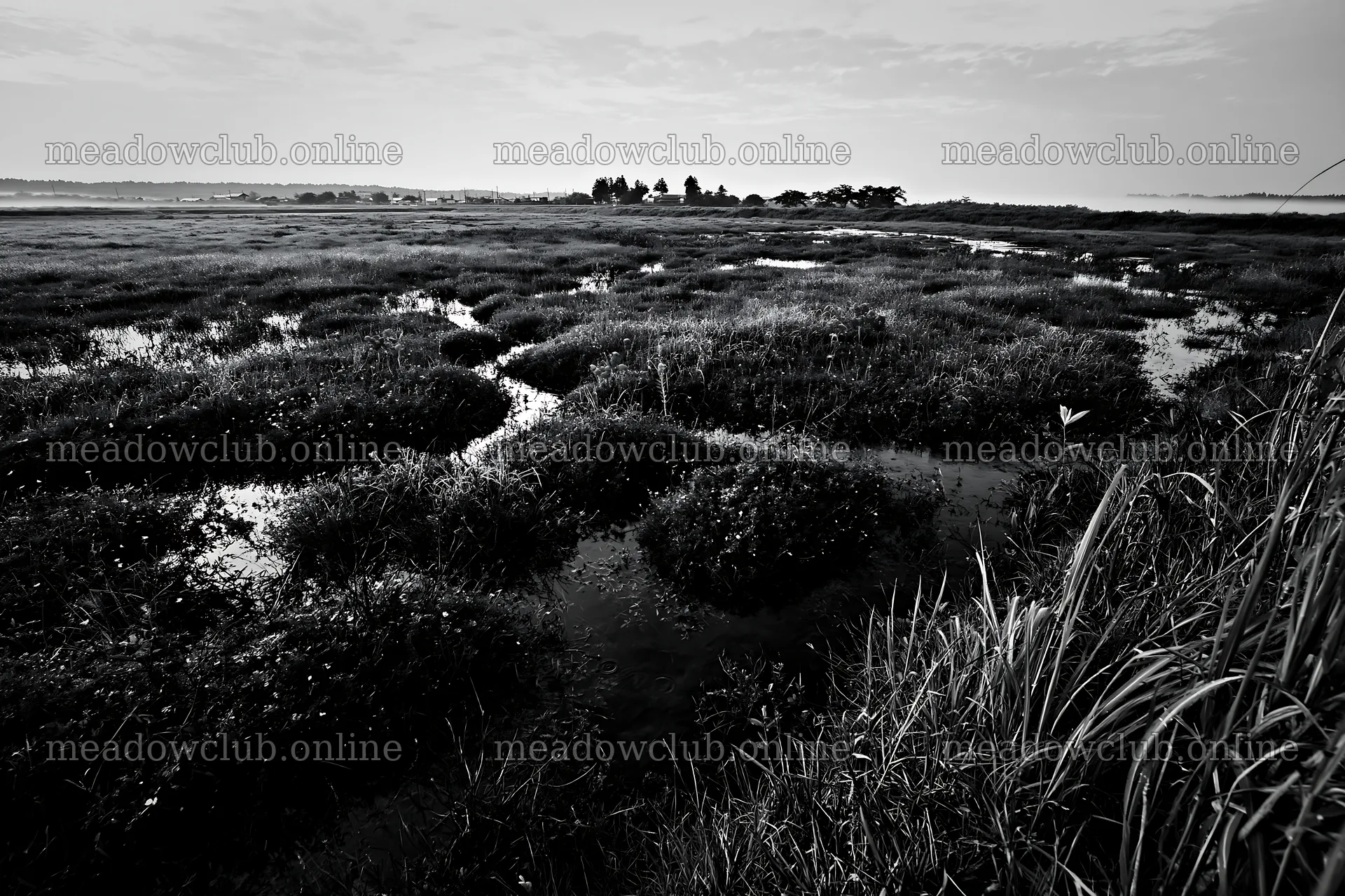 Niigata floodplain restoration meadow dew foreground – meadow photos 9722x6480