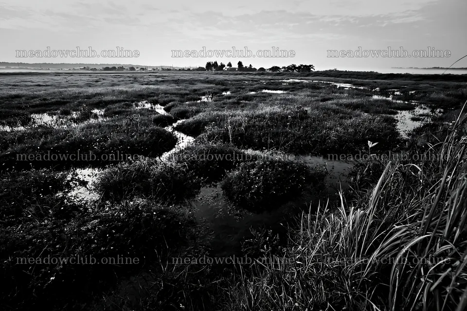 Niigata floodplain restoration meadow dew foreground – meadow photos 9722x6480