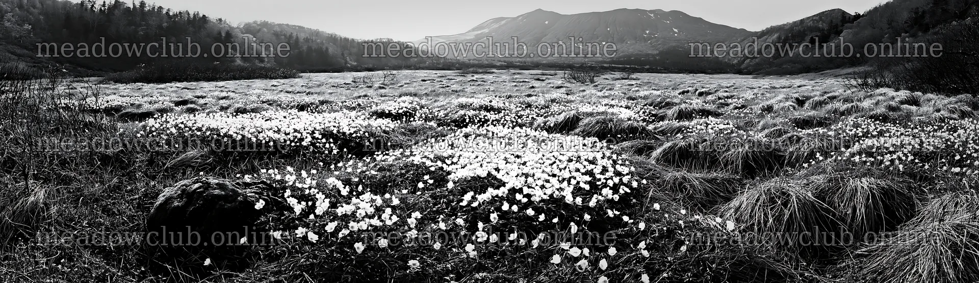 Miyagi spring recovery meadow mossy stone with white flowers – meadow photos 14762x4268