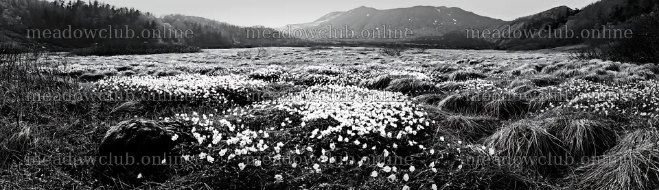 Miyagi spring recovery meadow mossy stone with white flowers – meadow photos 14762x4268
