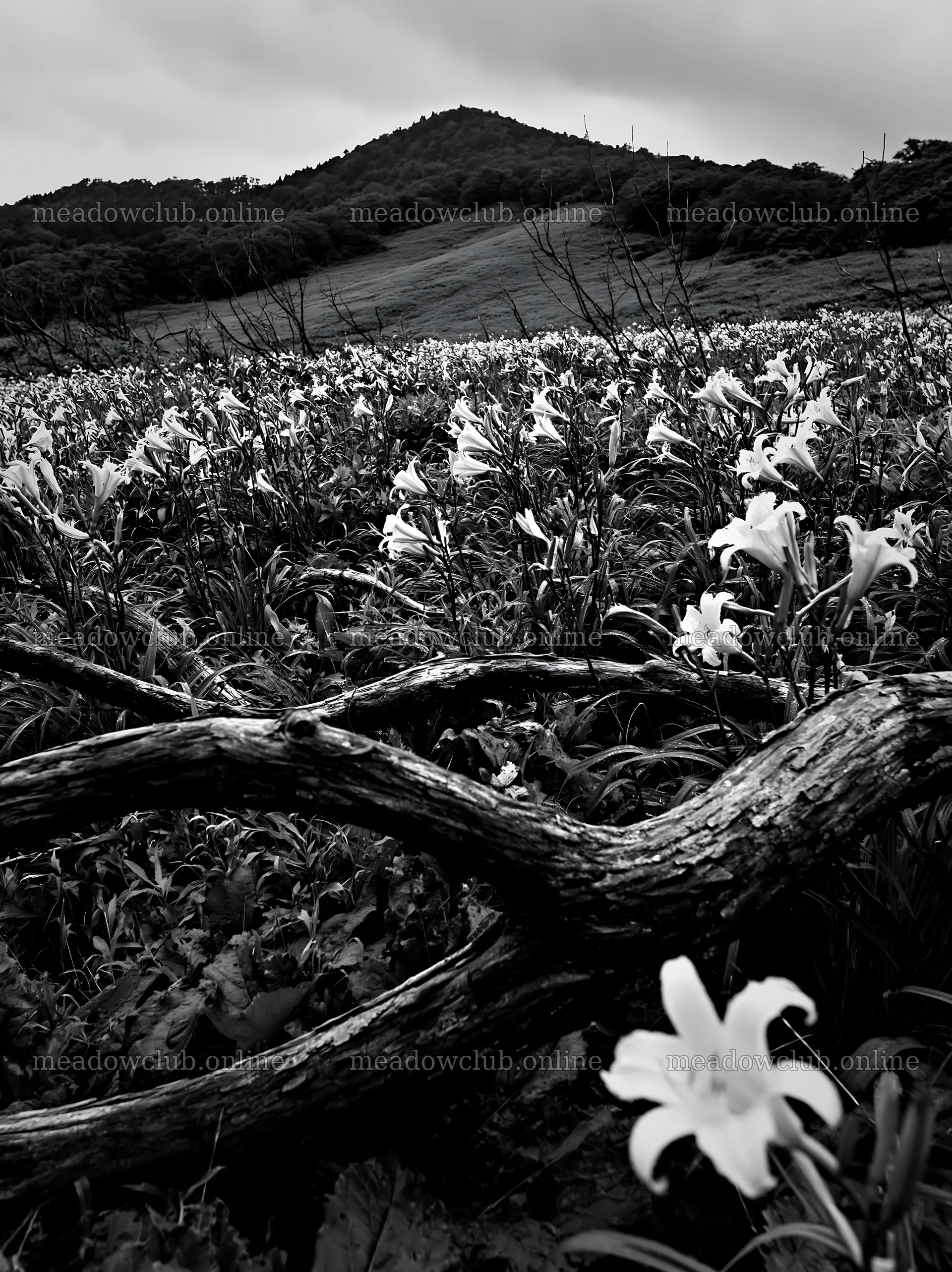Yamagata rewilded meadow with fallen branch and yellow flowers – meadow photos 6866x9174