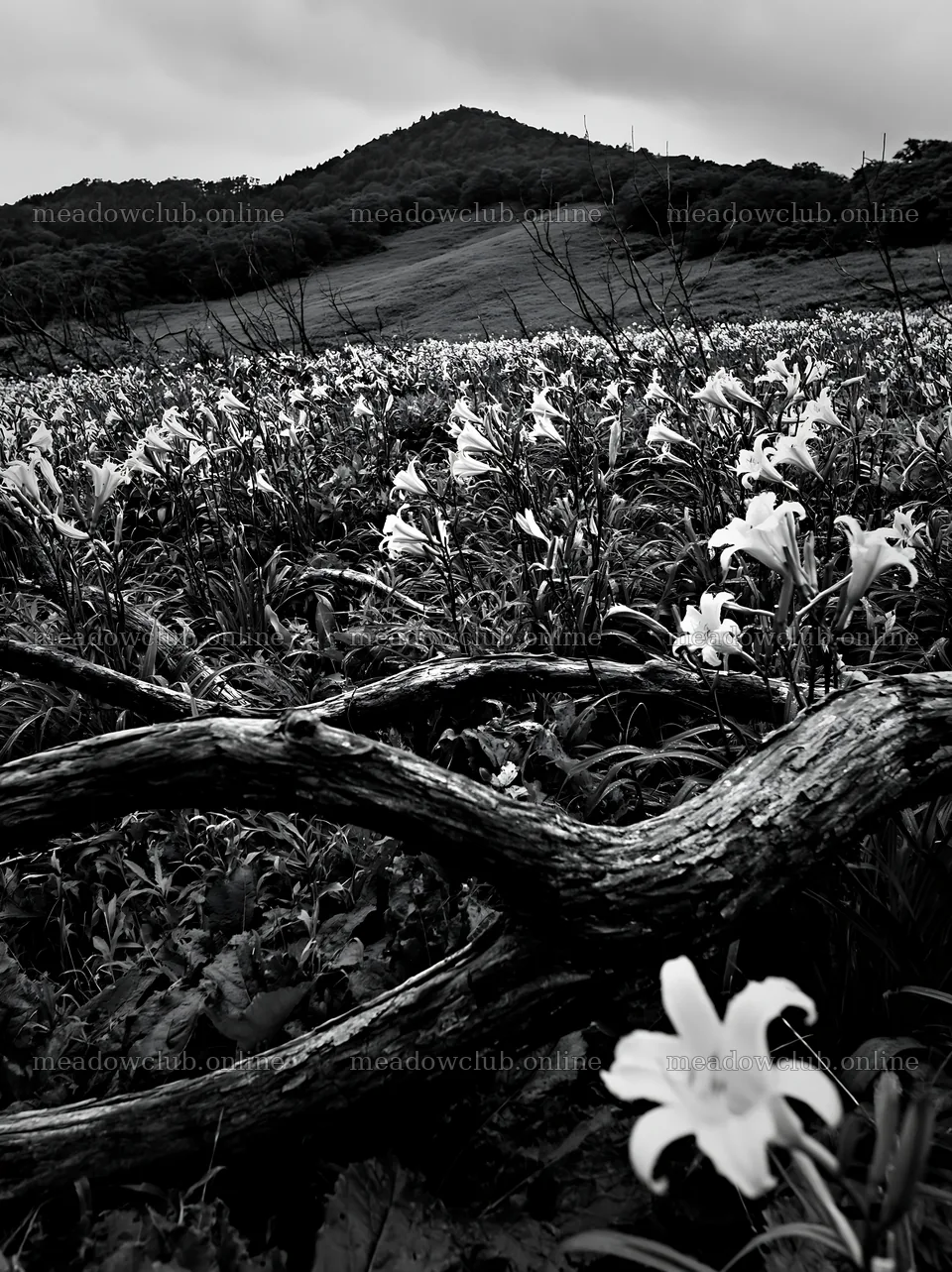 Yamagata rewilded meadow with fallen branch and yellow flowers – meadow photos 6866x9174