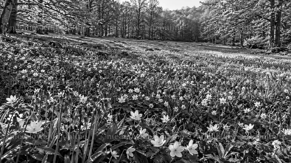 Wildflowers in a Forest Clearing – meadow photos 10324x5812