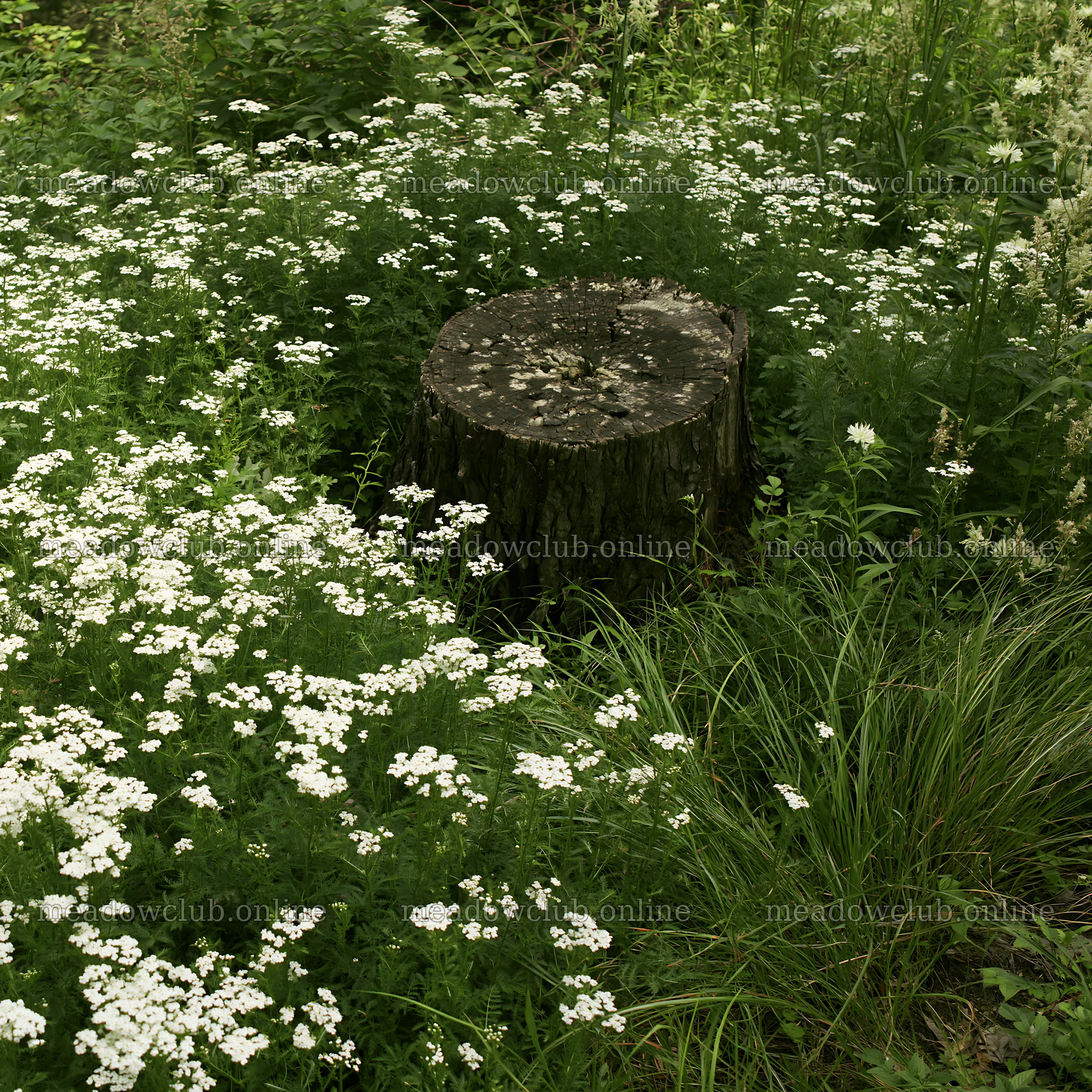 Fukushima native meadow with weathered stump captures nature scene – meadow photos 7938x7938