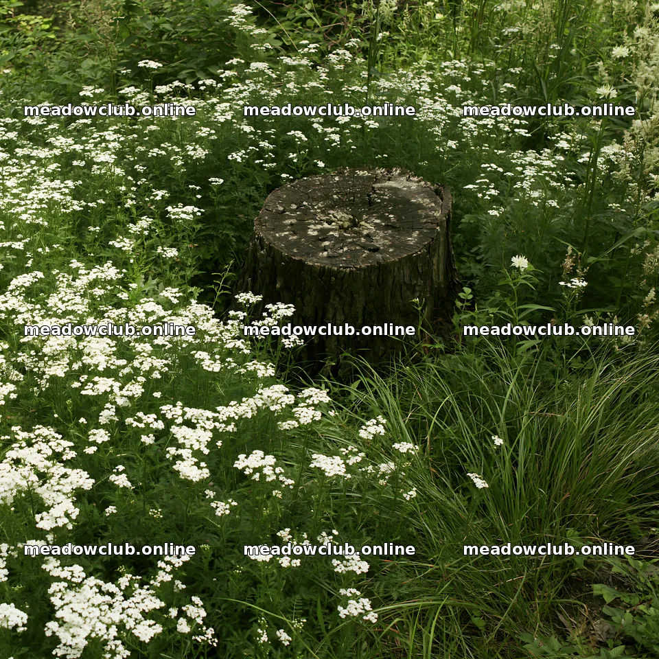 Fukushima native meadow with weathered stump captures nature scene – meadow photos 7938x7938