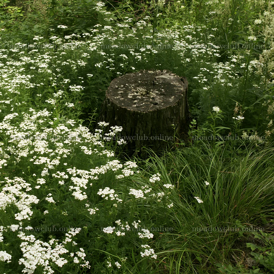Fukushima native meadow with weathered stump captures nature scene – meadow photos 7938x7938
