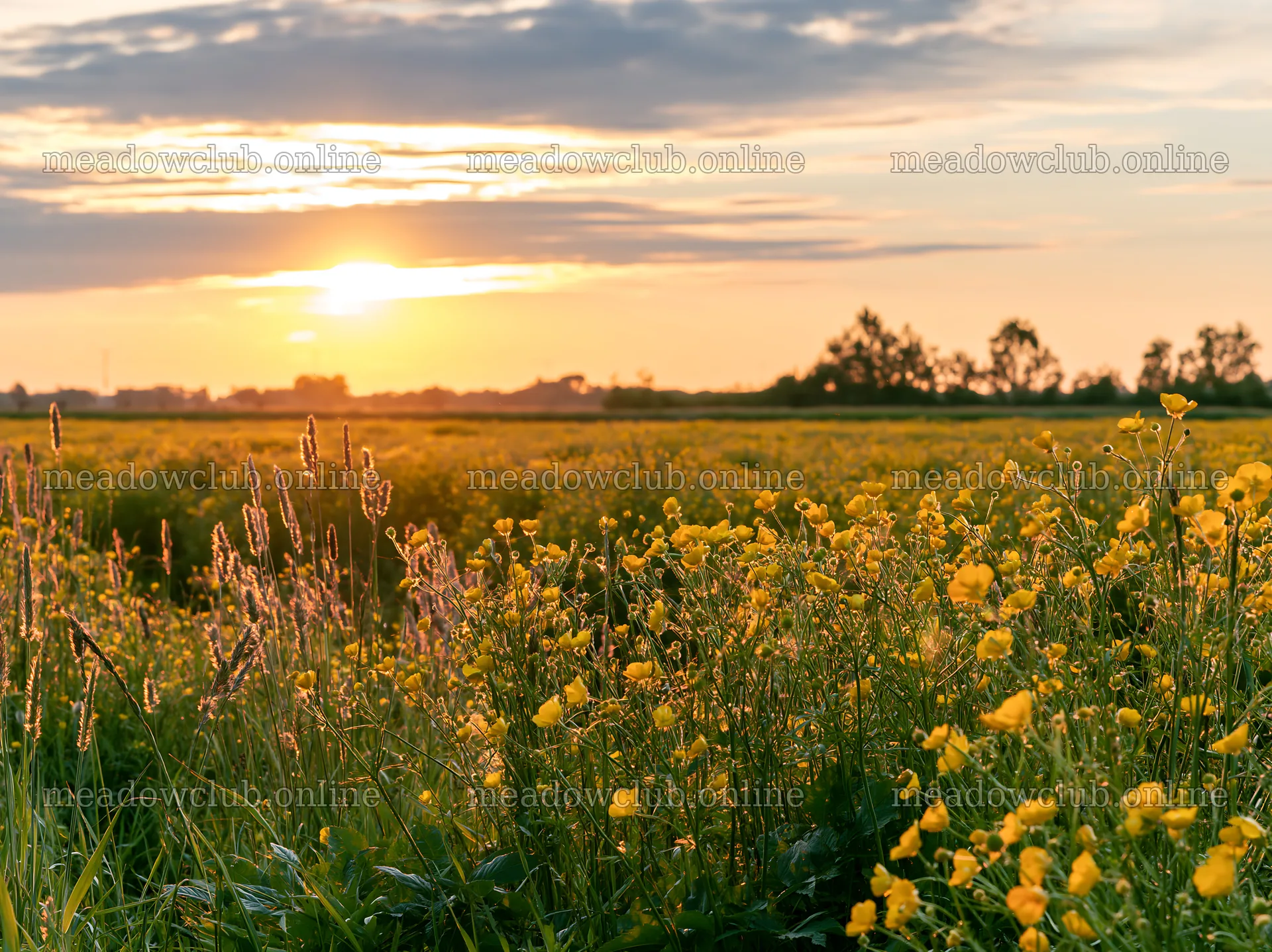 Colorful buttercup meadow during sunset with golden flowers – meadow photos 9174x6866
