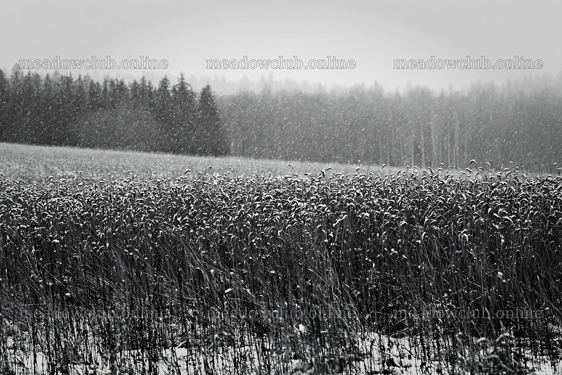 Seedhead meadow in winter with snow and falling flakes – meadow photos 9722x6480