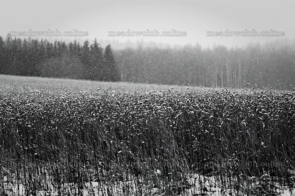 Seedhead meadow in winter with snow and falling flakes – meadow photos 9722x6480