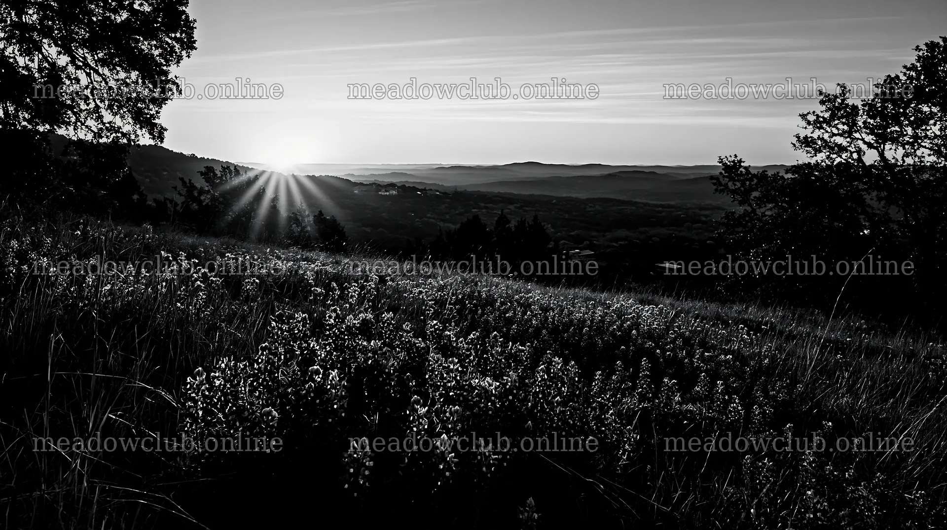 Bluebonnet meadow sunrise with sun rising over mountains – meadow photos 10608x5938