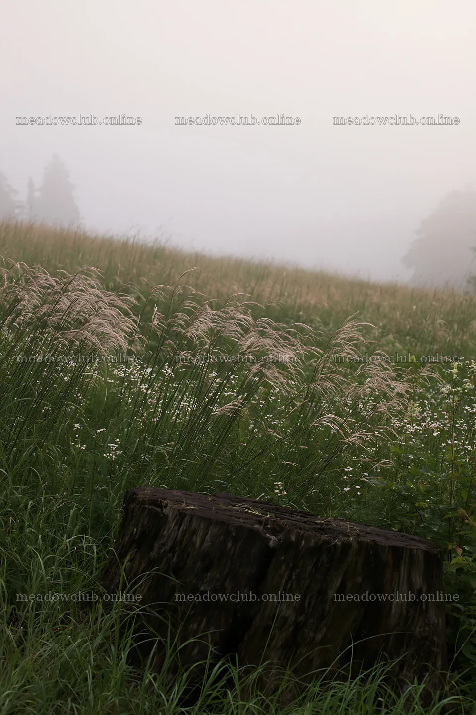 Fukushima native meadow with weathered stump – meadow photos 6480x9722