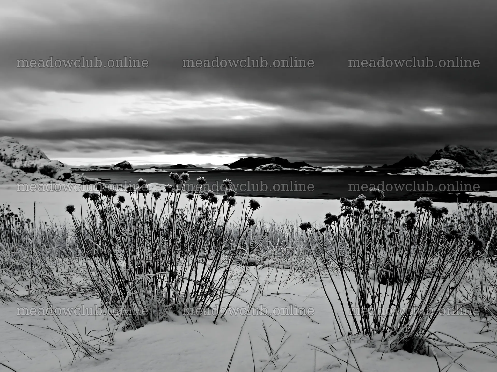 Lofoten coastal meadow winter snow in evening light – meadow photos 9174x6866