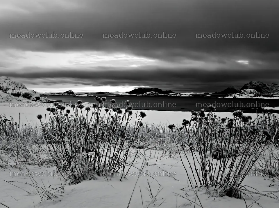 Lofoten coastal meadow winter snow in evening light – meadow photos 9174x6866