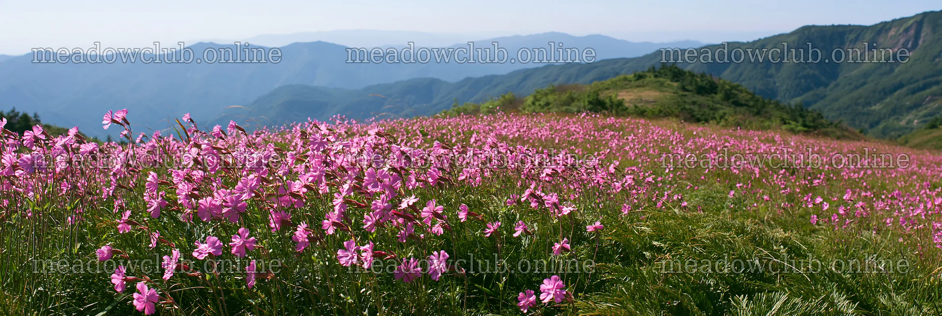 Tokushima mountain meadow with pink flowers and fern fronds – meadow photos 13690x4602