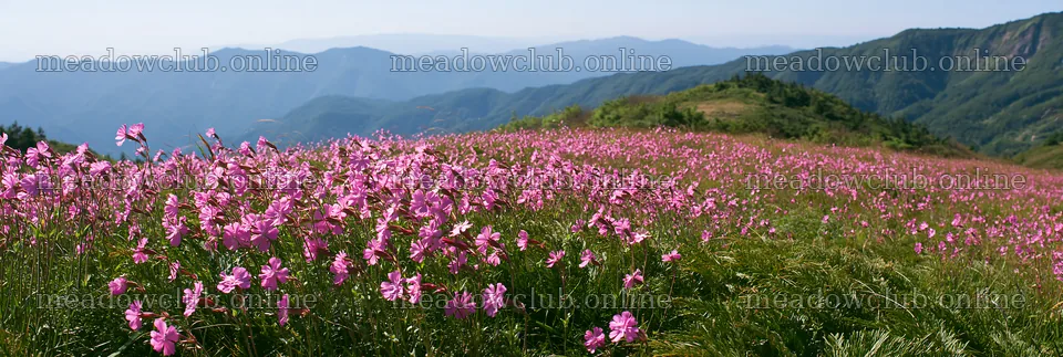 Tokushima mountain meadow with pink flowers and fern fronds – meadow photos 13690x4602