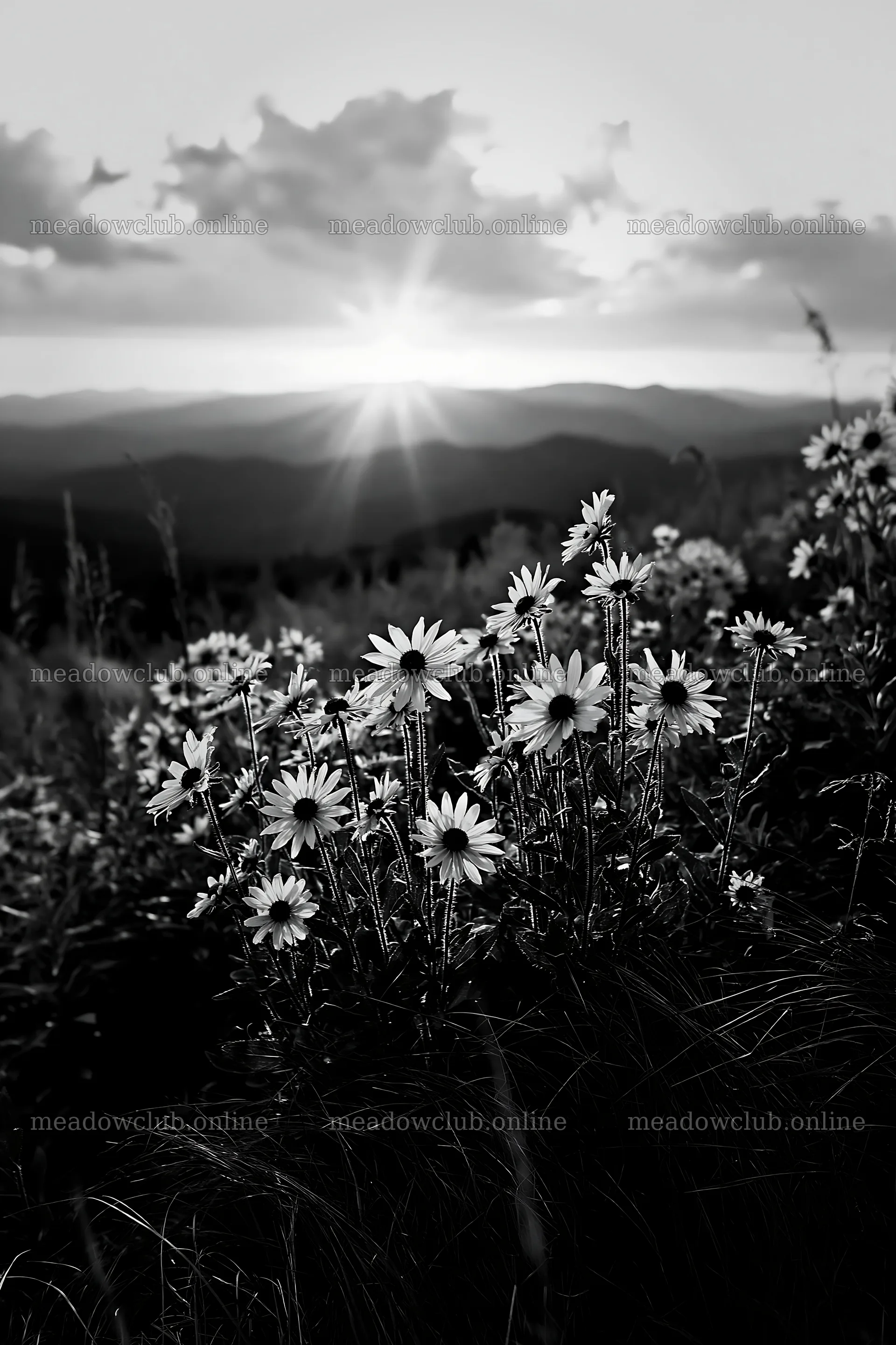 Crepuscular rays meadow with wildflowers at sunset – meadow photos 6480x9722