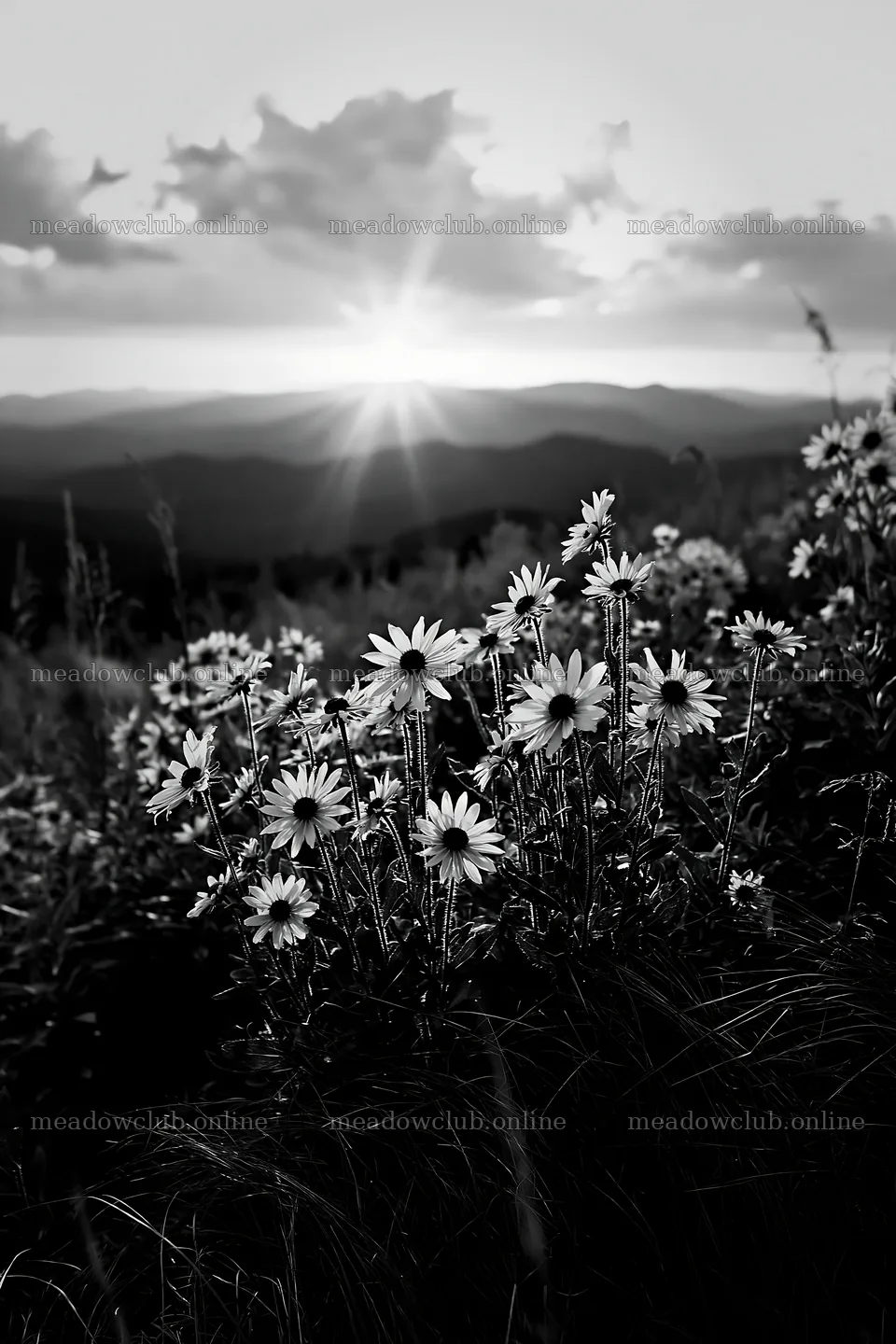 Crepuscular rays meadow with wildflowers at sunset – meadow photos 6480x9722