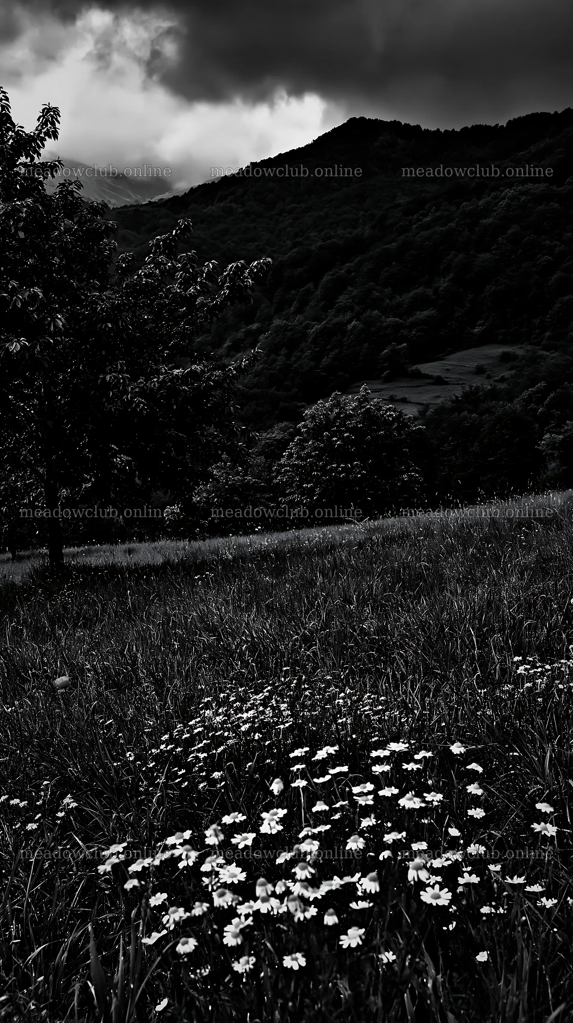 Moody orchard meadow with flowers under cloudy sky – meadow photos 5938x10608