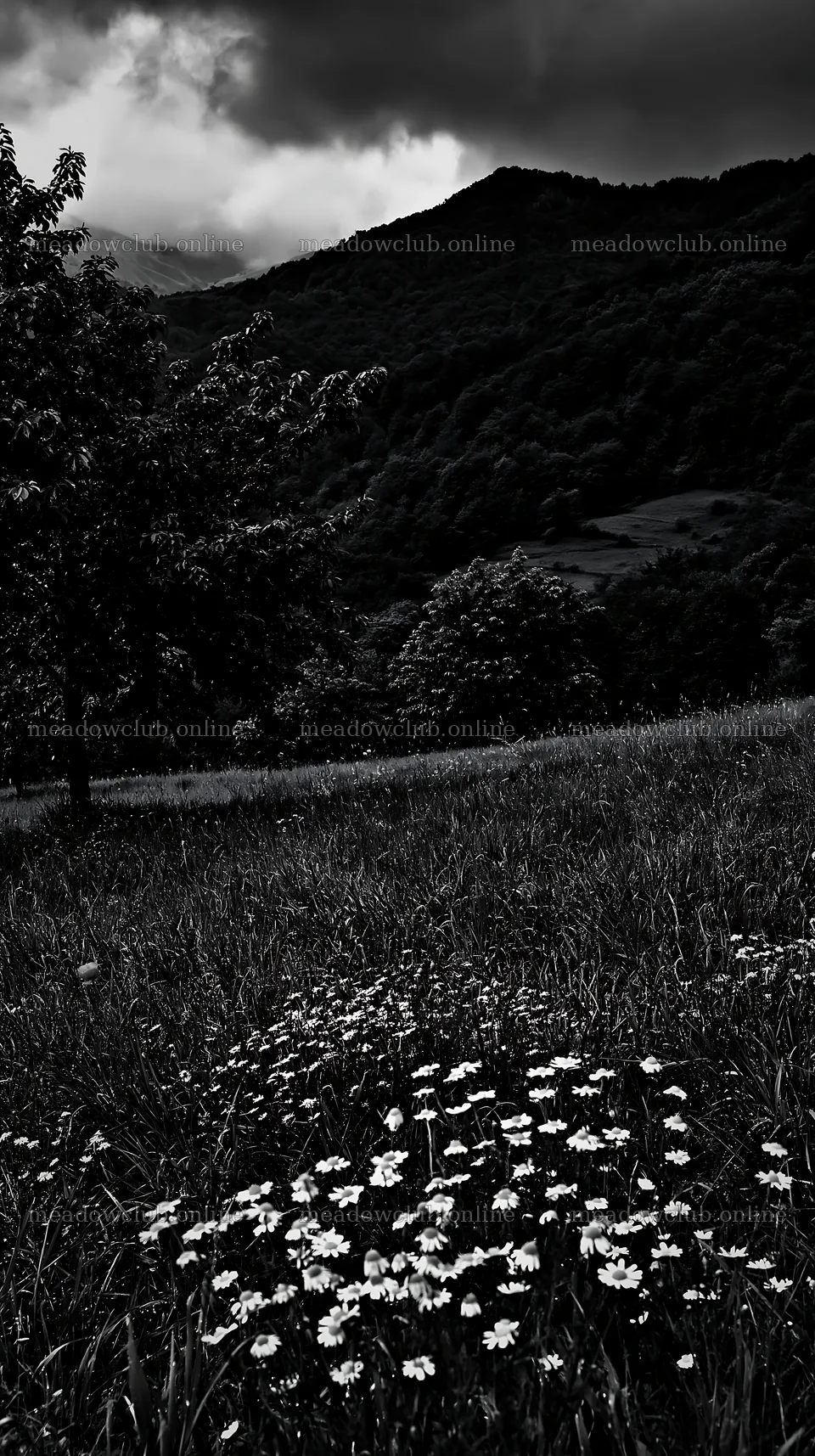 Moody orchard meadow with flowers under cloudy sky – meadow photos 5938x10608