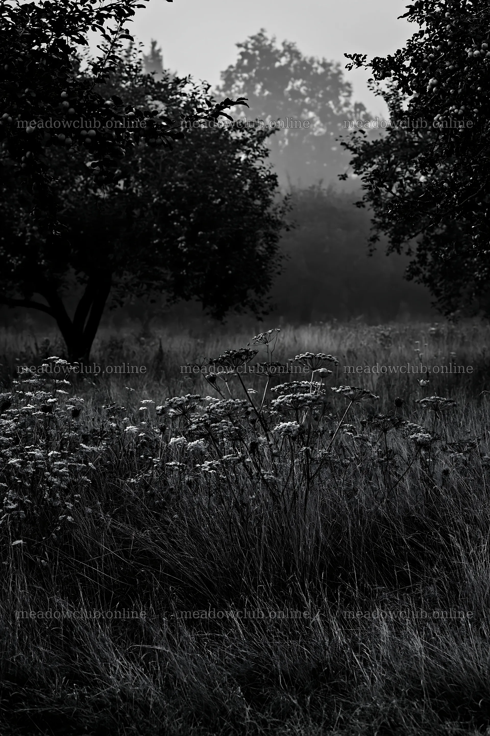 Foggy orchard meadow with wildflowers in the foreground – meadow photos 6480x9722