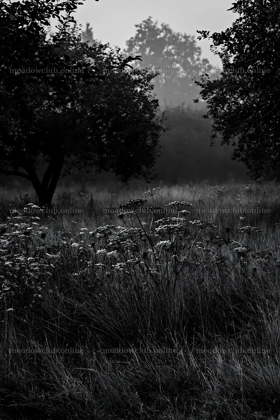 Foggy orchard meadow with wildflowers in the foreground – meadow photos 6480x9722