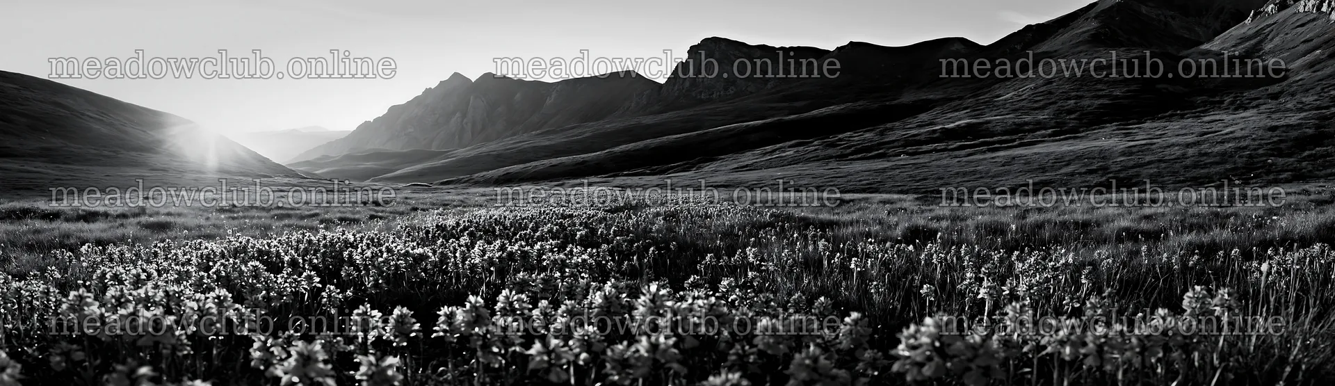 Colorful orchid meadow at sunset in the mountains – meadow photos 14762x4268