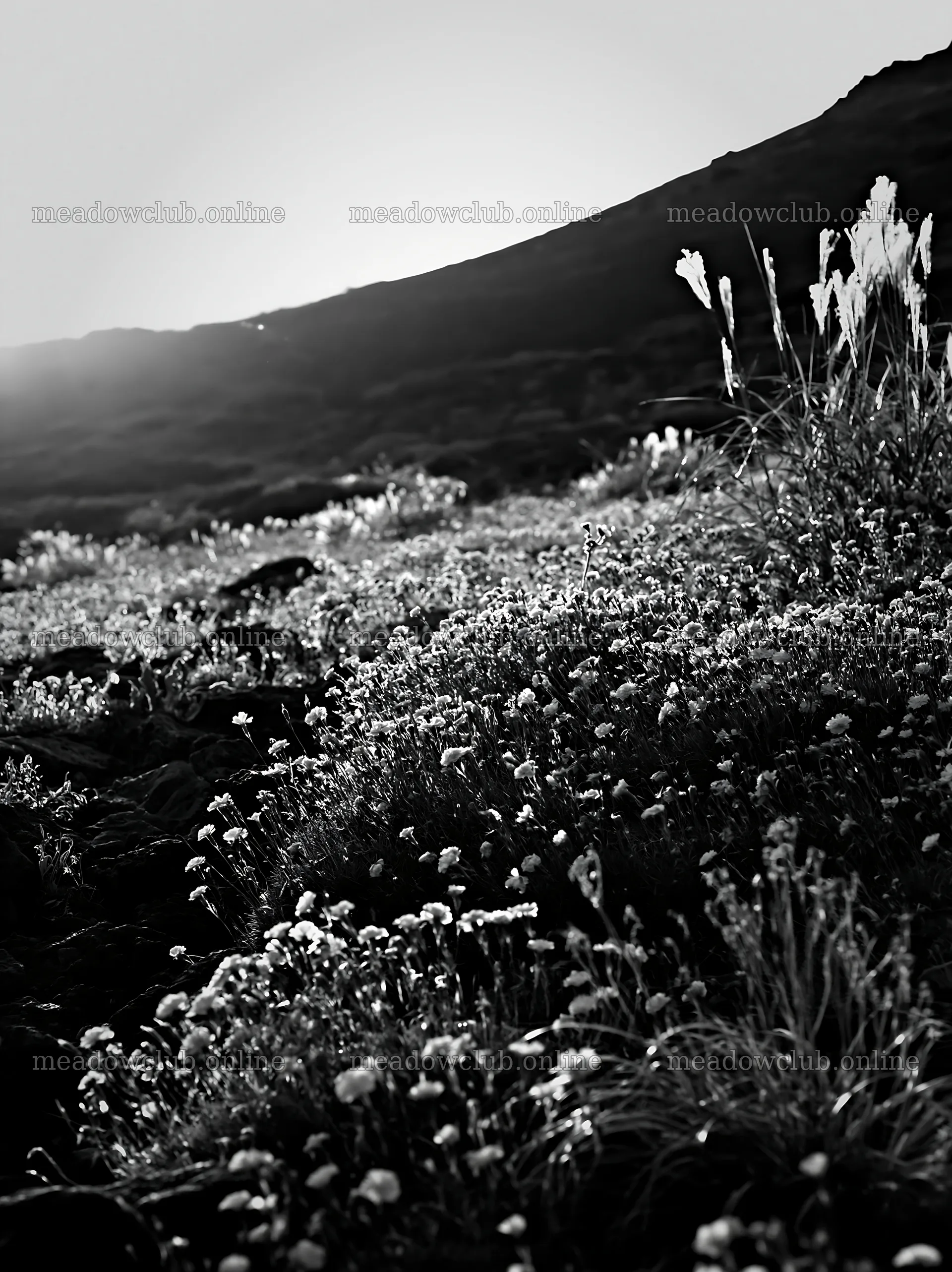 Kanagawa heat resilient meadow volcanic stones at sunset – meadow photos 6866x9174
