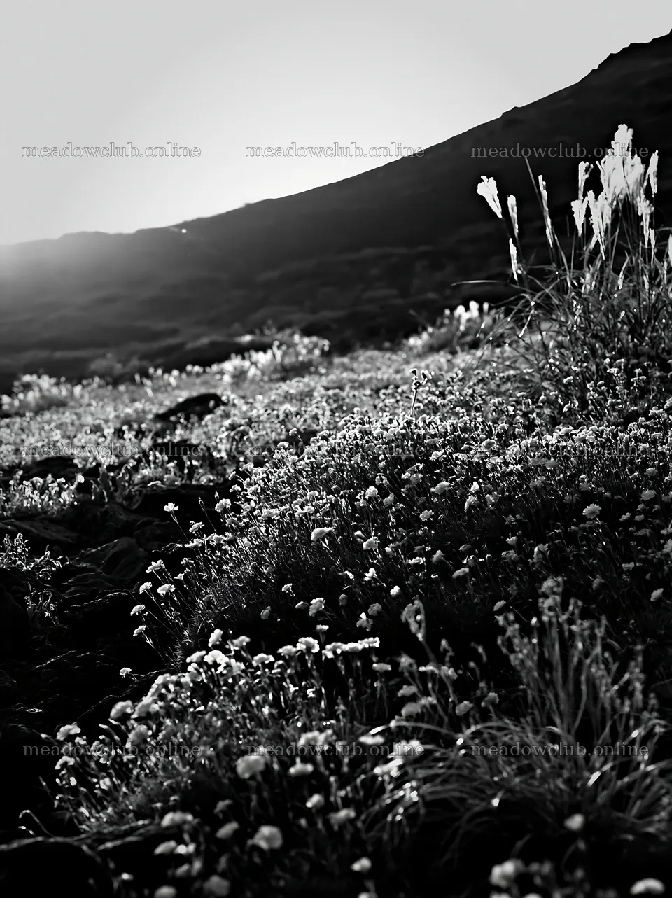 Kanagawa heat resilient meadow volcanic stones at sunset – meadow photos 6866x9174
