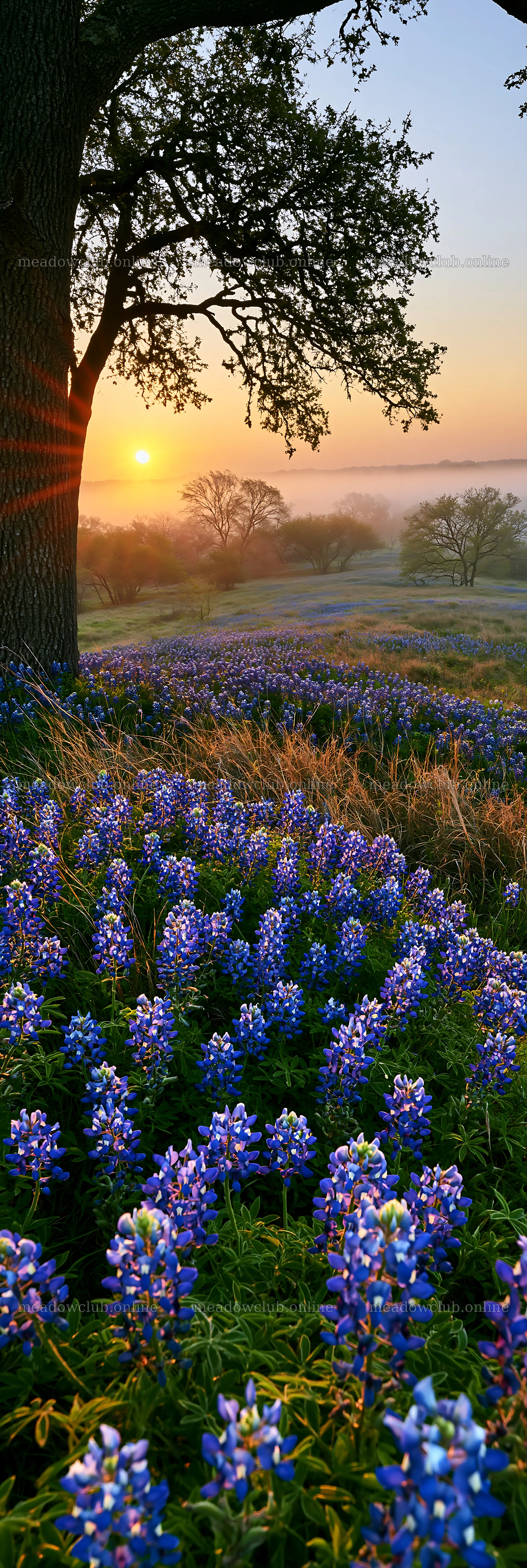 Bluebonnet meadow at sunrise in Texas – meadow photos 4602x13690