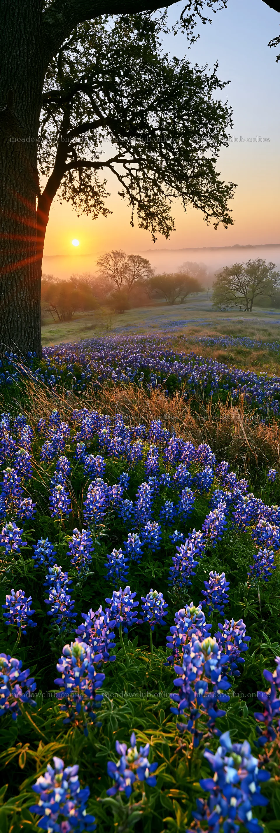 Bluebonnet meadow at sunrise in Texas – meadow photos 4602x13690