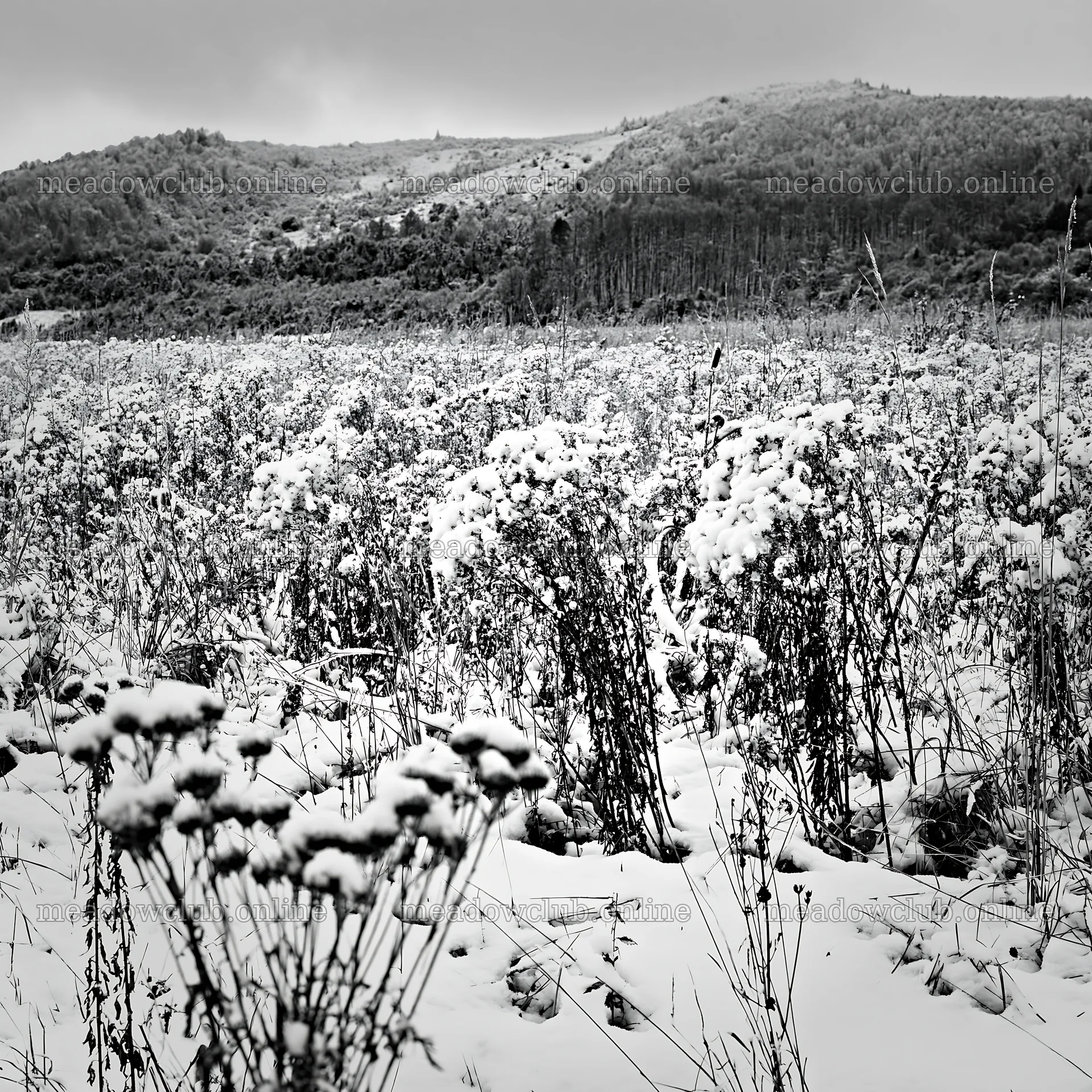 Snowy foothill meadow in winter with distant mountains – meadow photos 7938x7938