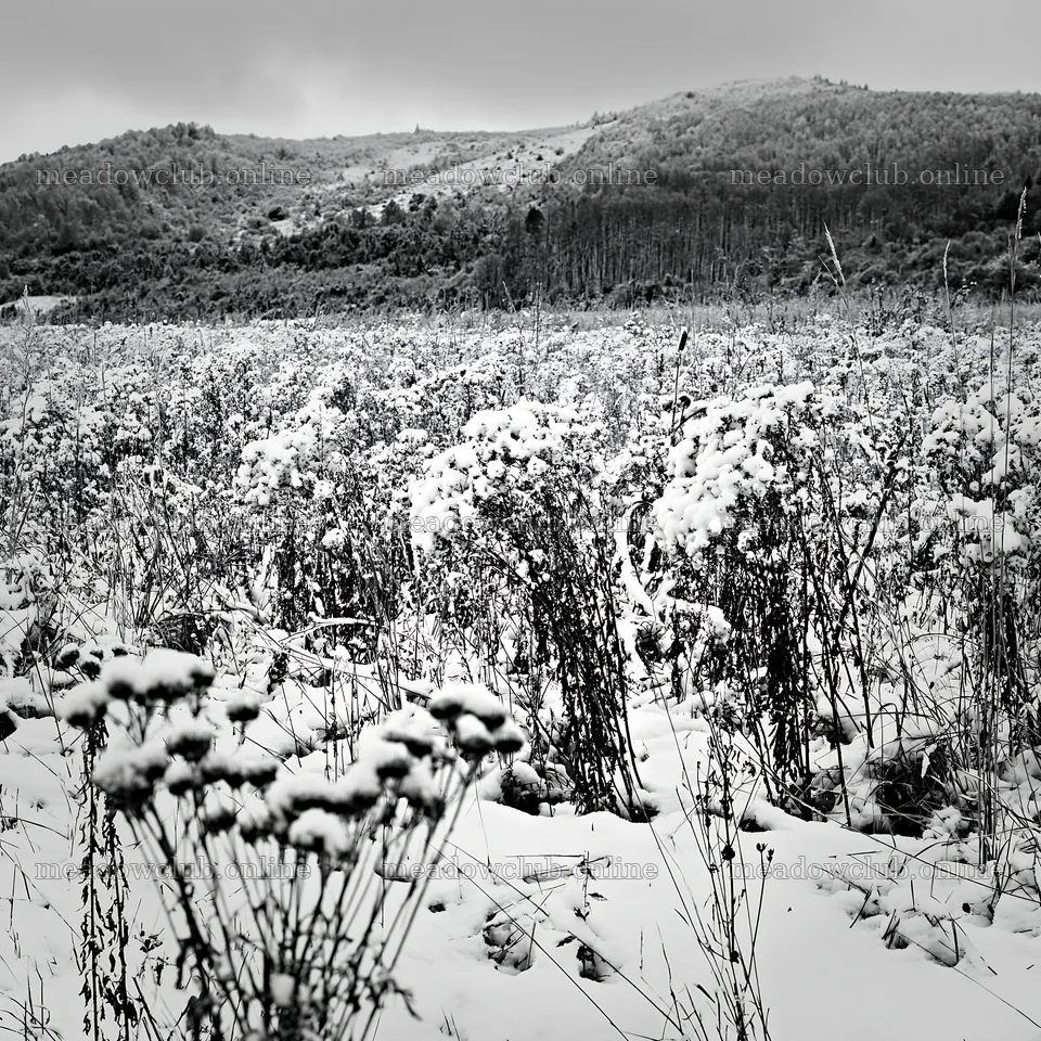 Snowy foothill meadow in winter with distant mountains – meadow photos 7938x7938