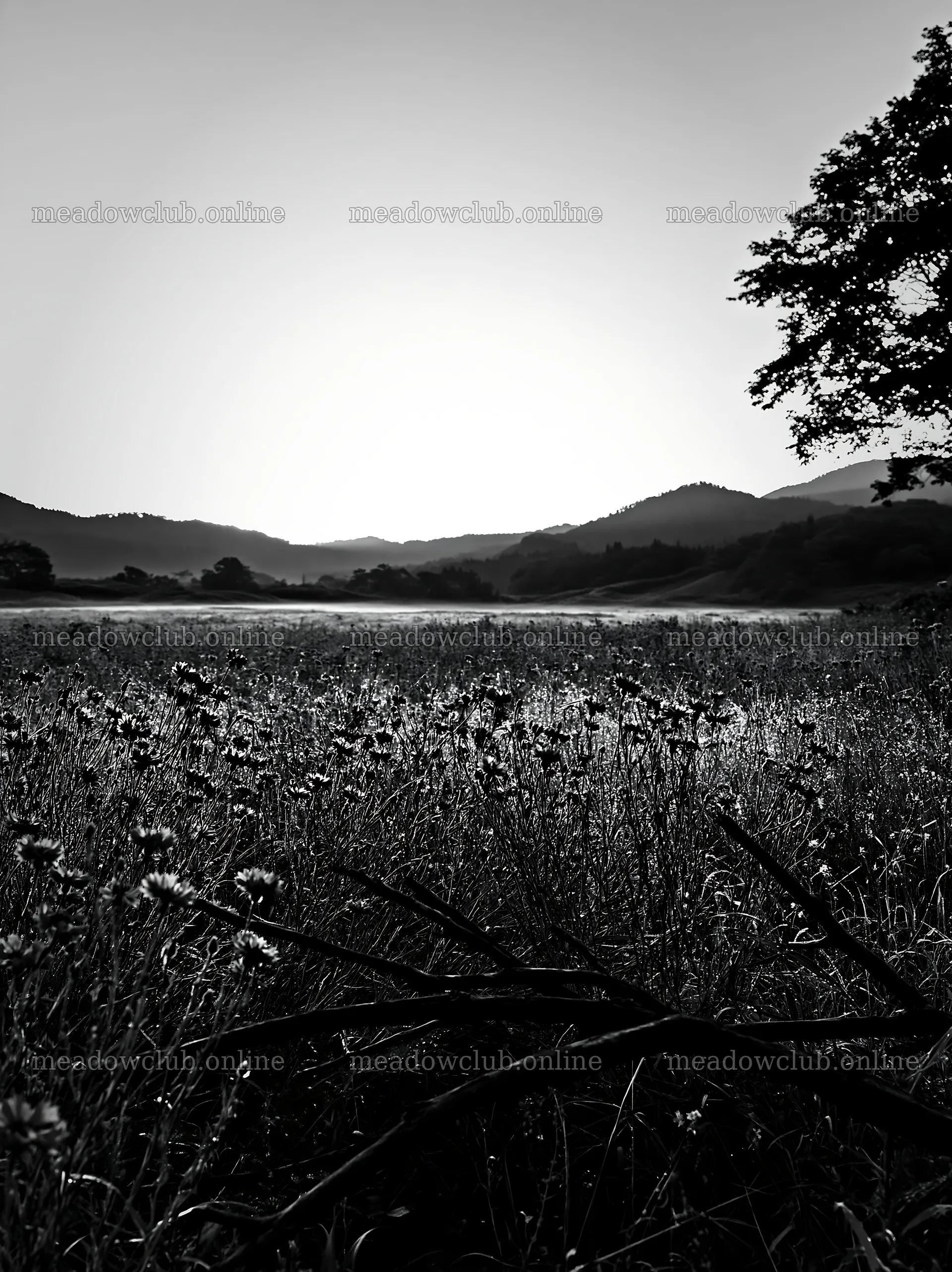 Yamagata rewilded meadow with fallen branch in foreground – meadow photos 6866x9174