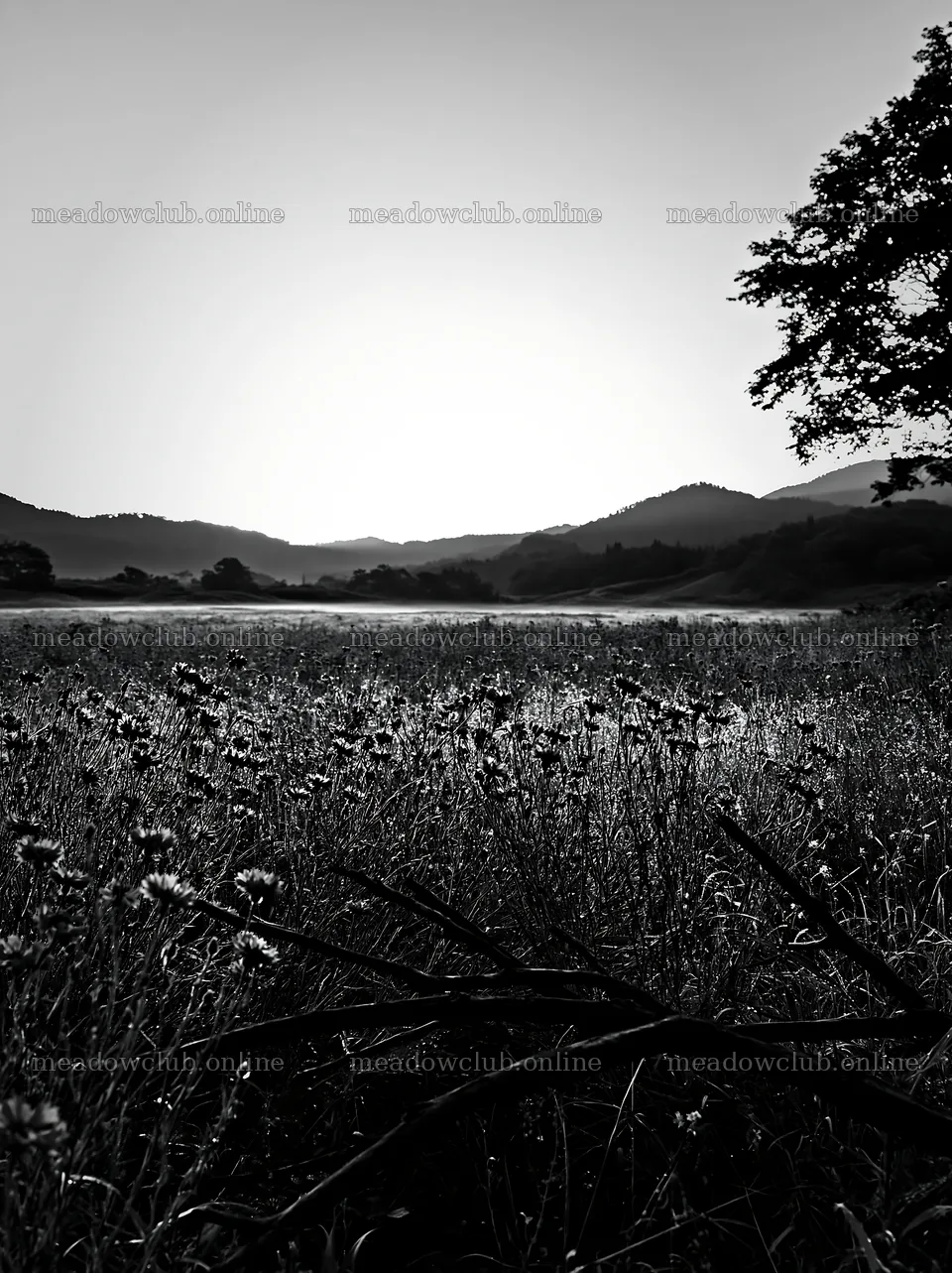 Yamagata rewilded meadow with fallen branch in foreground – meadow photos 6866x9174
