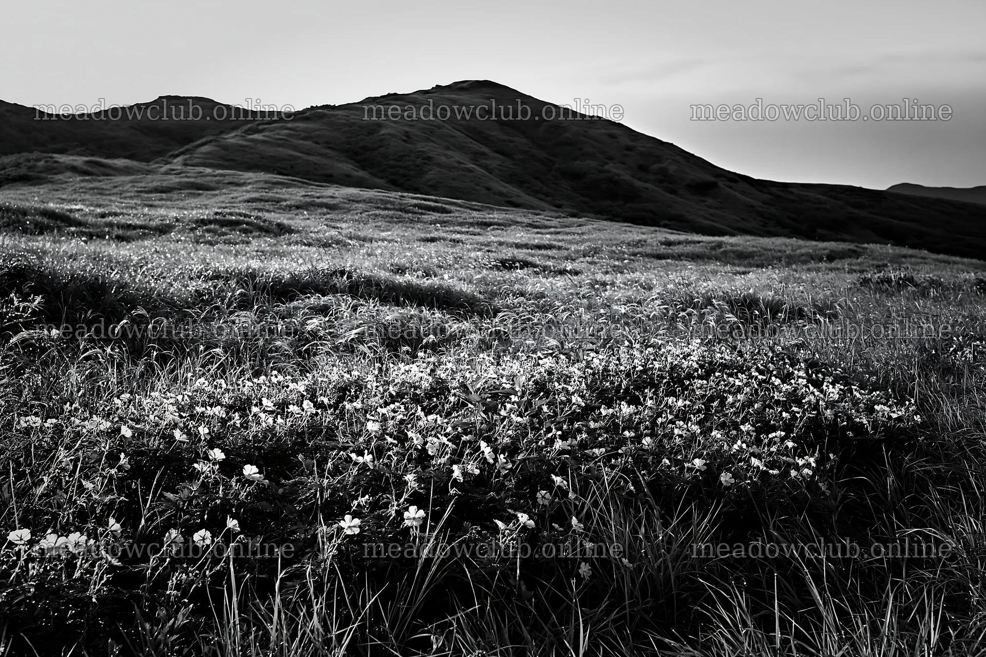 Expansive Hokkaido restoration meadow with dewdrops – meadow photos 9722x6480