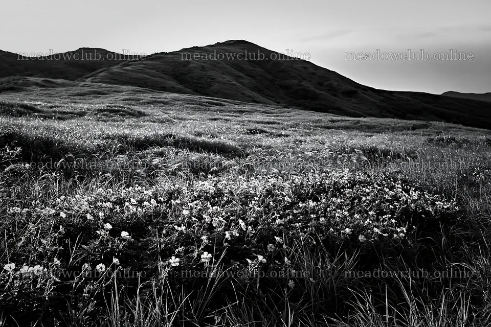 Expansive Hokkaido restoration meadow with dewdrops – meadow photos 9722x6480