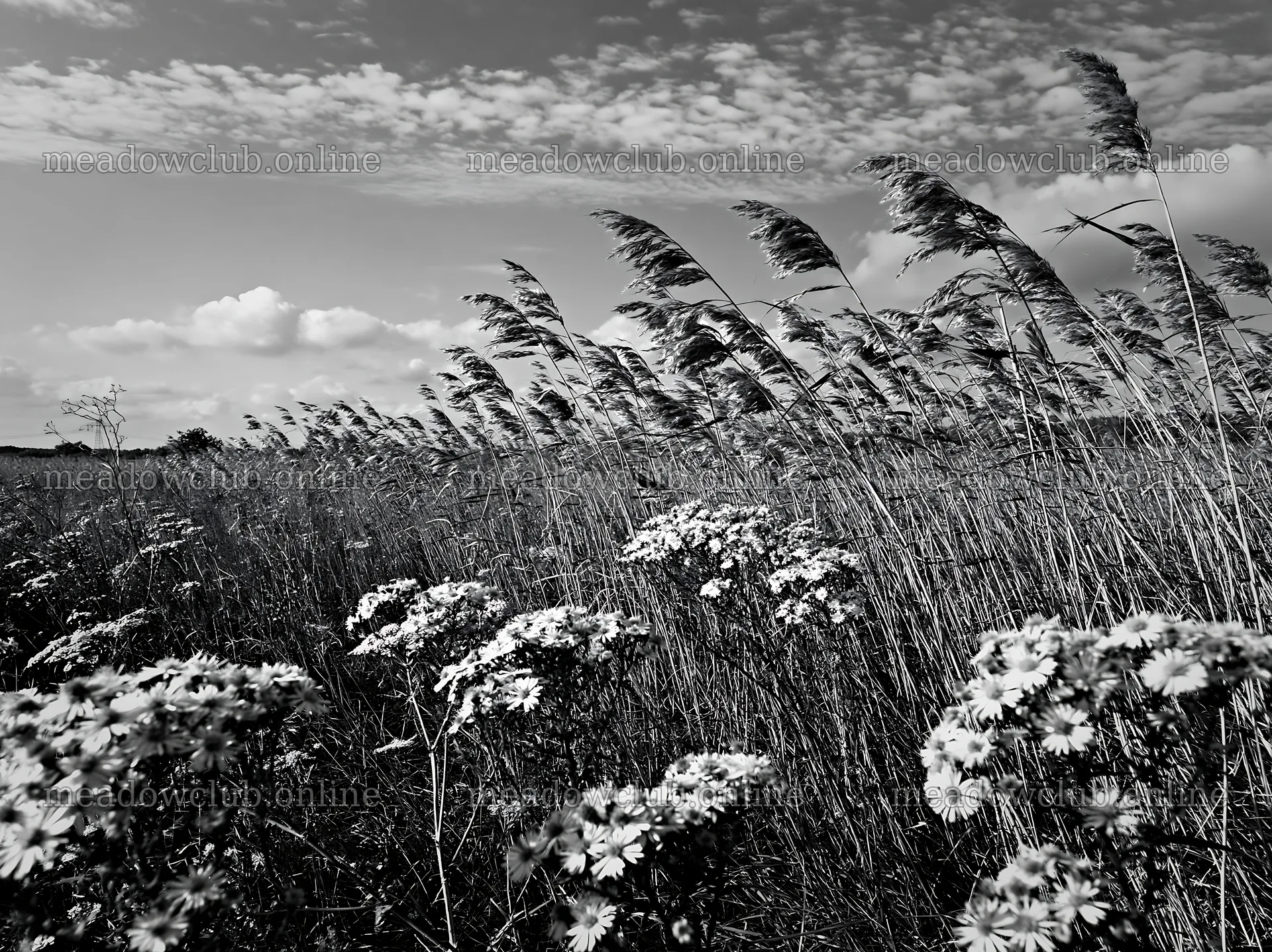 Saga floodplain meadow with reed foreground and wildflowers – meadow photos 9174x6866