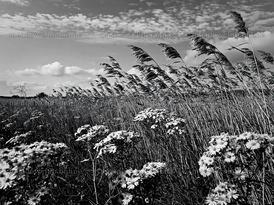 Saga floodplain meadow with reed foreground and wildflowers – meadow photos 9174x6866
