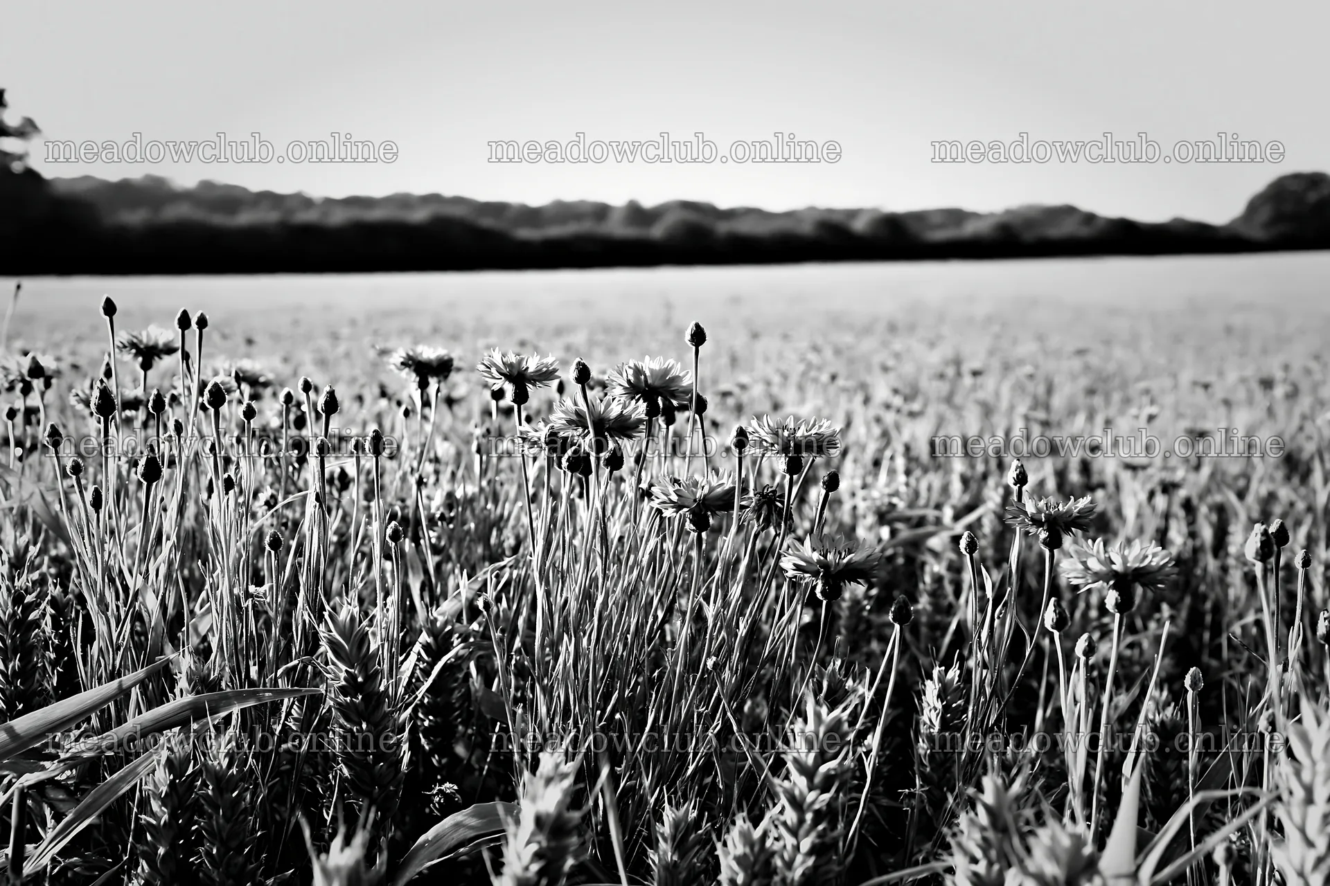 Cornflower meadow with flowers under bright sunlight – meadow photos 9722x6480