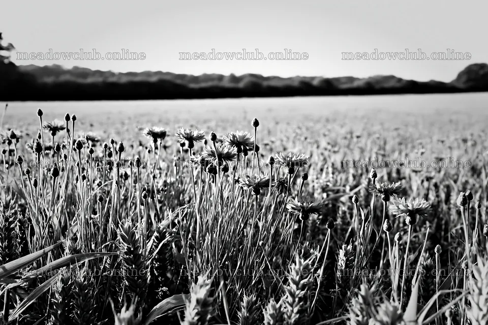 Cornflower meadow with flowers under bright sunlight – meadow photos 9722x6480