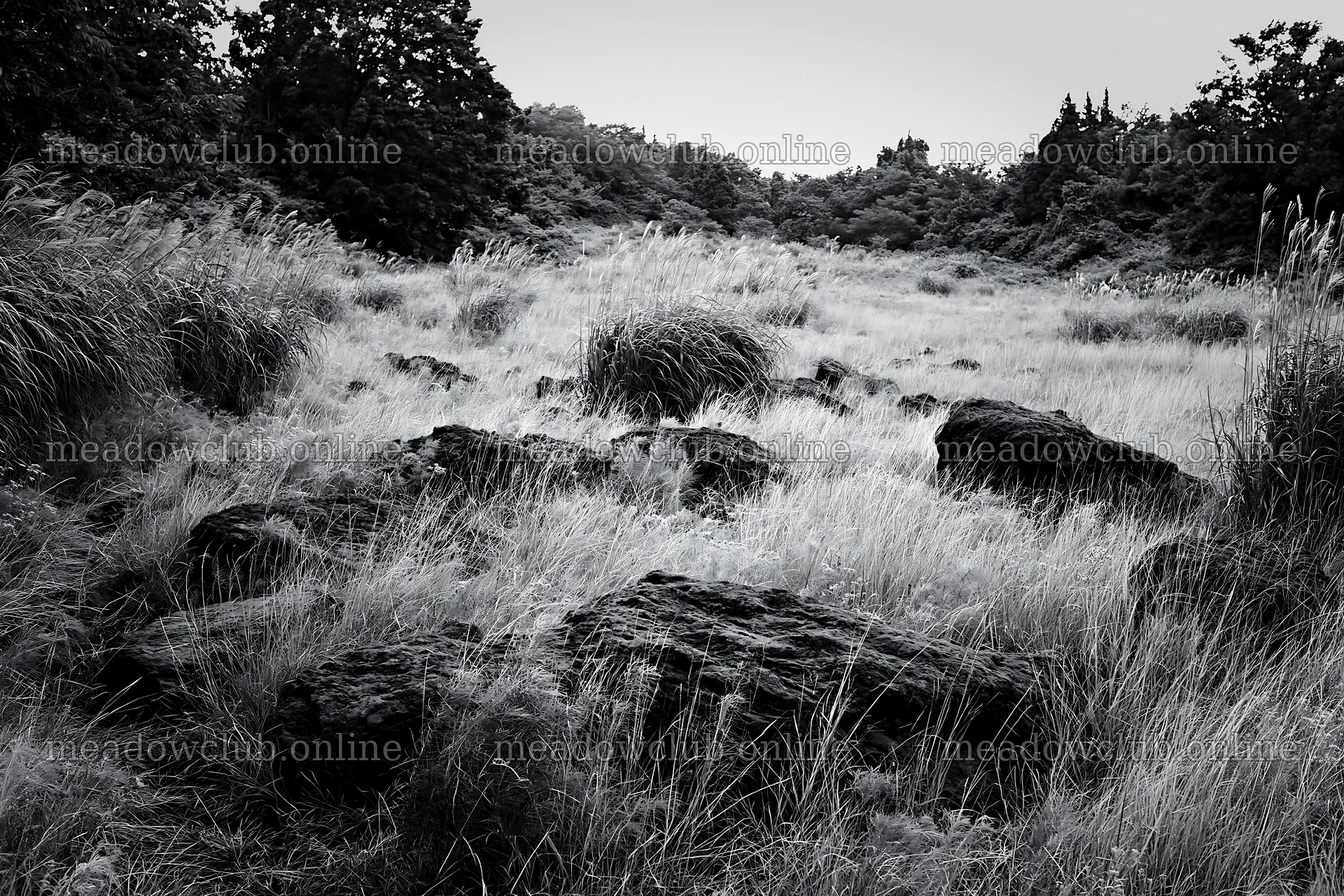 Kanagawa heat resilient meadow volcanic stones in grassy field – meadow photos 9722x6480
