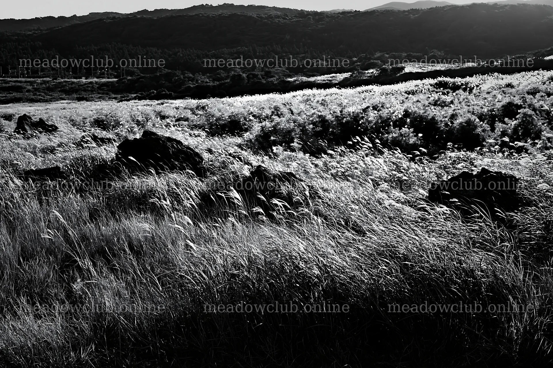 Kanagawa meadow with volcanic stones under bright sunlight – meadow photos 9722x6480