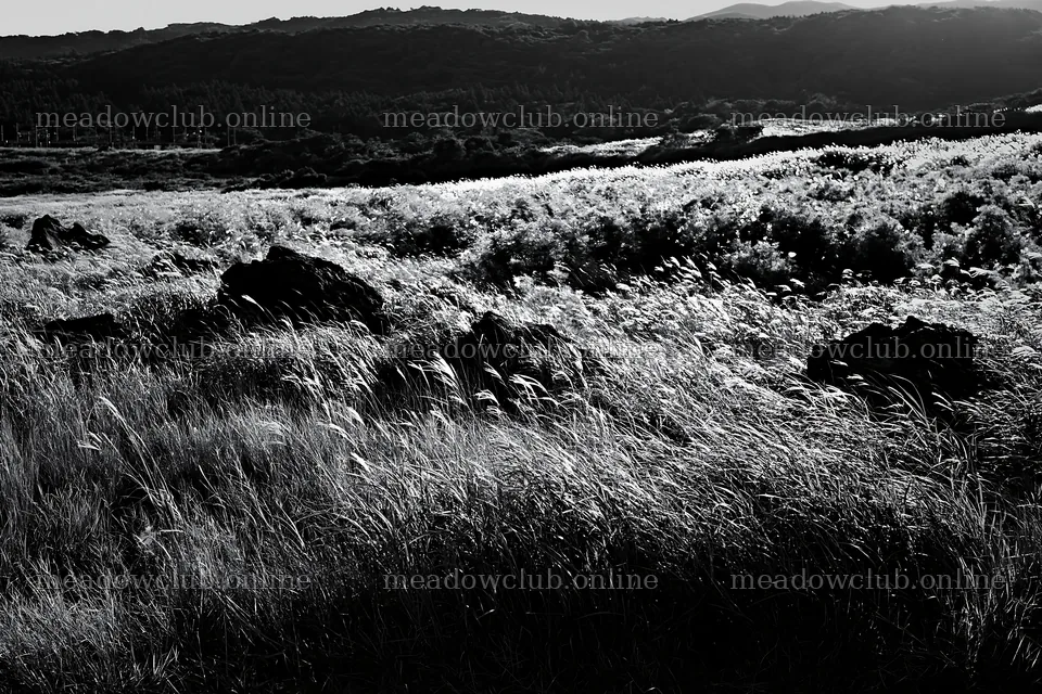 Kanagawa meadow with volcanic stones under bright sunlight – meadow photos 9722x6480