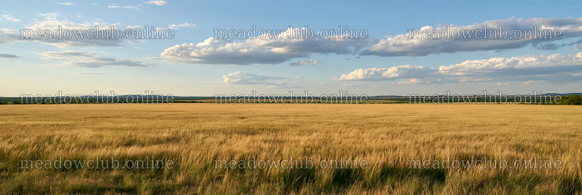 Seedhead meadow under a blue sky with clouds – meadow photos 13690x4602